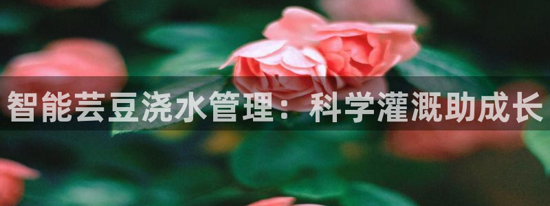 天辰娱乐 . 鱼刺